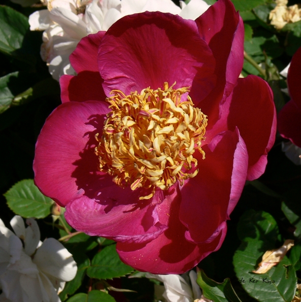 Bois des Moutiers (101) Juin 2012